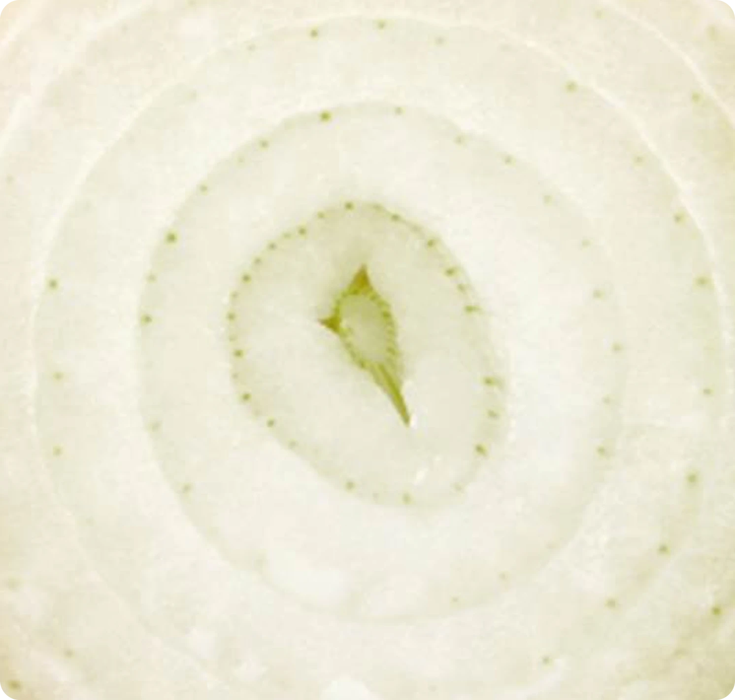 CIPOLLE