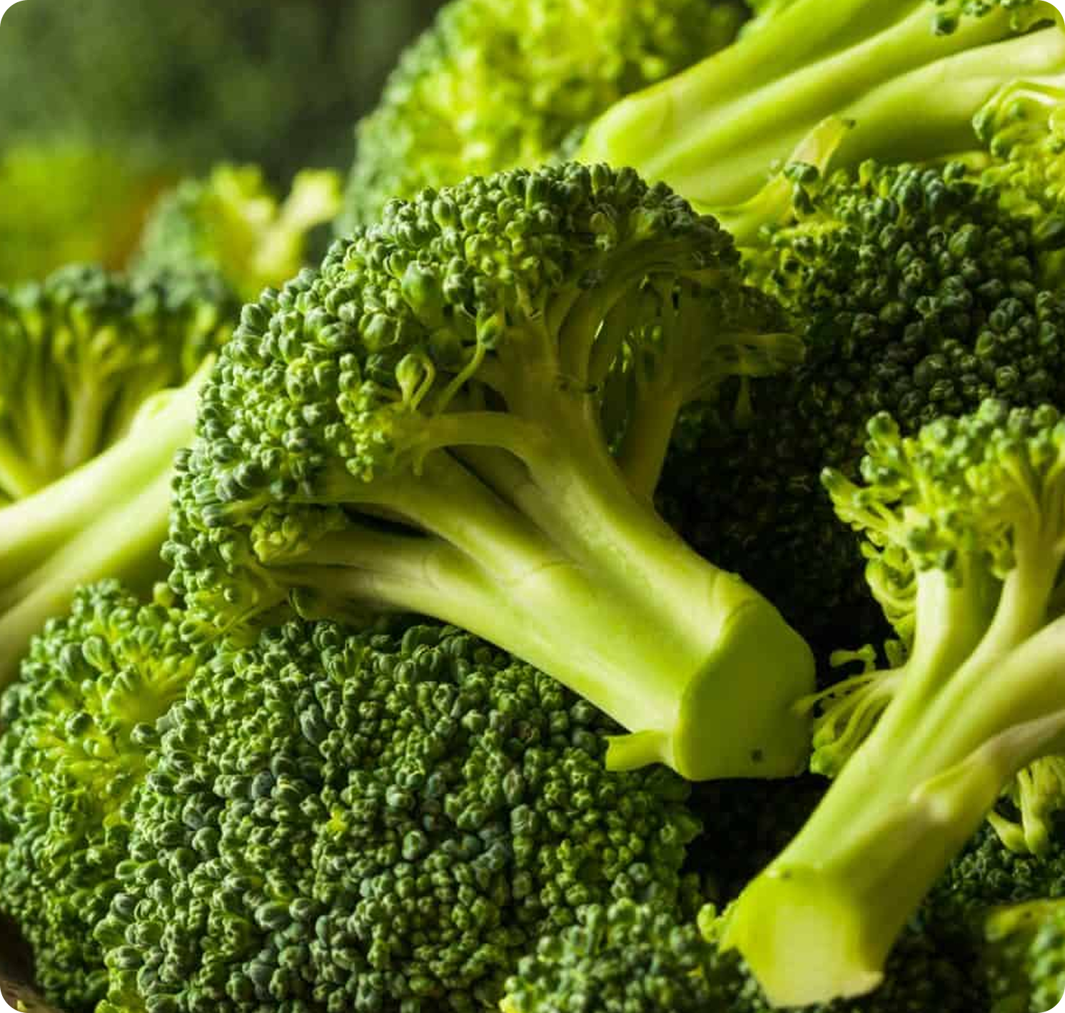 BROCCOLI